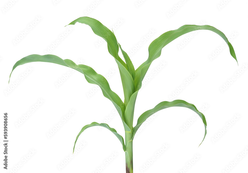 Young maize corn plant isolated on white