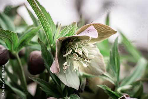 Helleborus close-up. Unusual color green hellebore in the flower bed after rain close-up photo