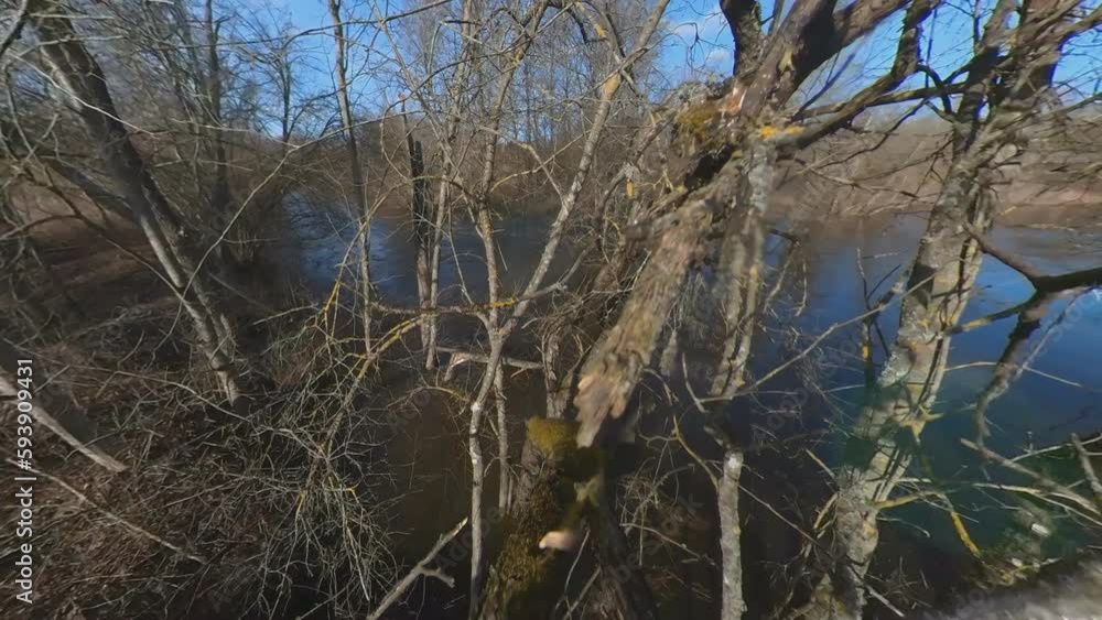 Mossy Trees Without Leaves By The River On A Sunny Spring Day. Wide Angle Slomo Movement Backwards Shot Mossy Trees Without Leaves By The River On A Sunny Spring Day. Wide Angle Slomo Movement Backwards Shot