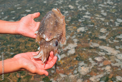 Sidi Ifni  Morocco - two hands hold up a European common cuttlefish caught on the shores of Africa. Close-up of fish against waters of Atlantic Ocean.