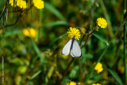 white butterfly flower resting on a yellow flower in a wild field