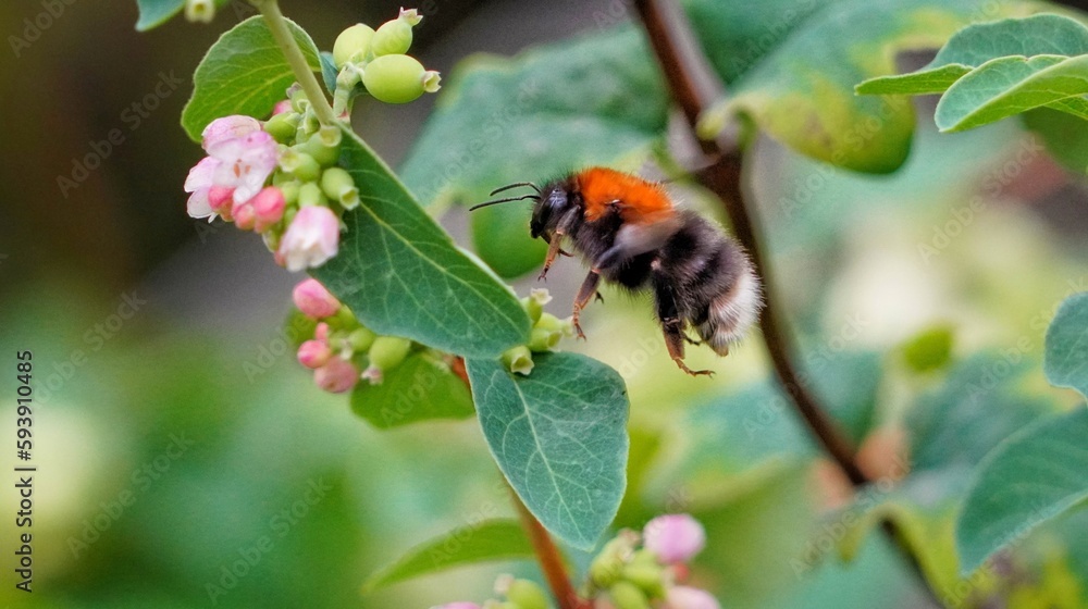 bee on a flower