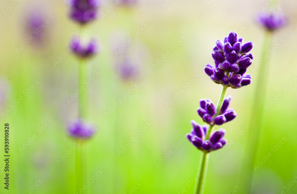 Obraz premium 風になびくムスカリの花