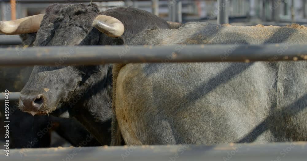 A rank bull with a body branding mark behind metal chute bars in Dallas, Texas. vídeo do Stock