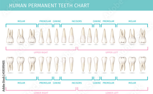 Human Teeth Chart