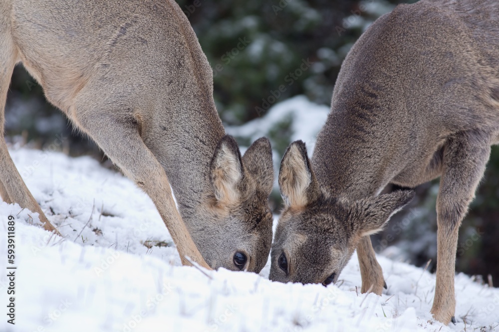 Closeup image of two roe deer siblings (Capreolus capreolus) eating together gently touching their heads as they try to find some food Closeup image of two roe deer siblings (Capreolus capreolus) eating together gently touching their heads as they try to find some food