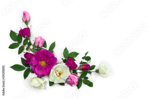 Pink and white roses (shrub rose) on a white background with space for text. Top view, flat lay