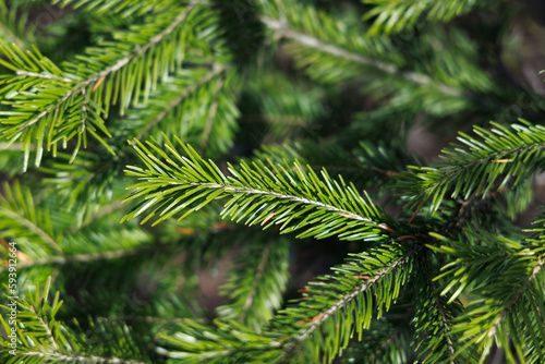 Spruce branches with shiny green needles. Close-up. Selective focus.