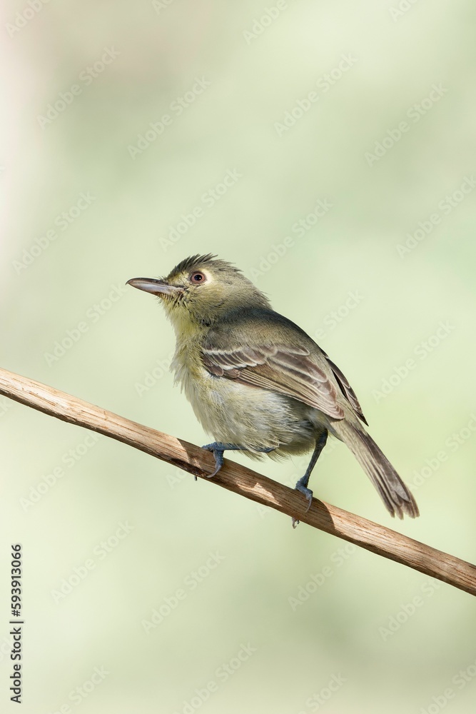 Vertical closeup of a Cuban Vireo perching on a wooden stick Vertical closeup of a Cuban Vireo perching on a wooden stick
