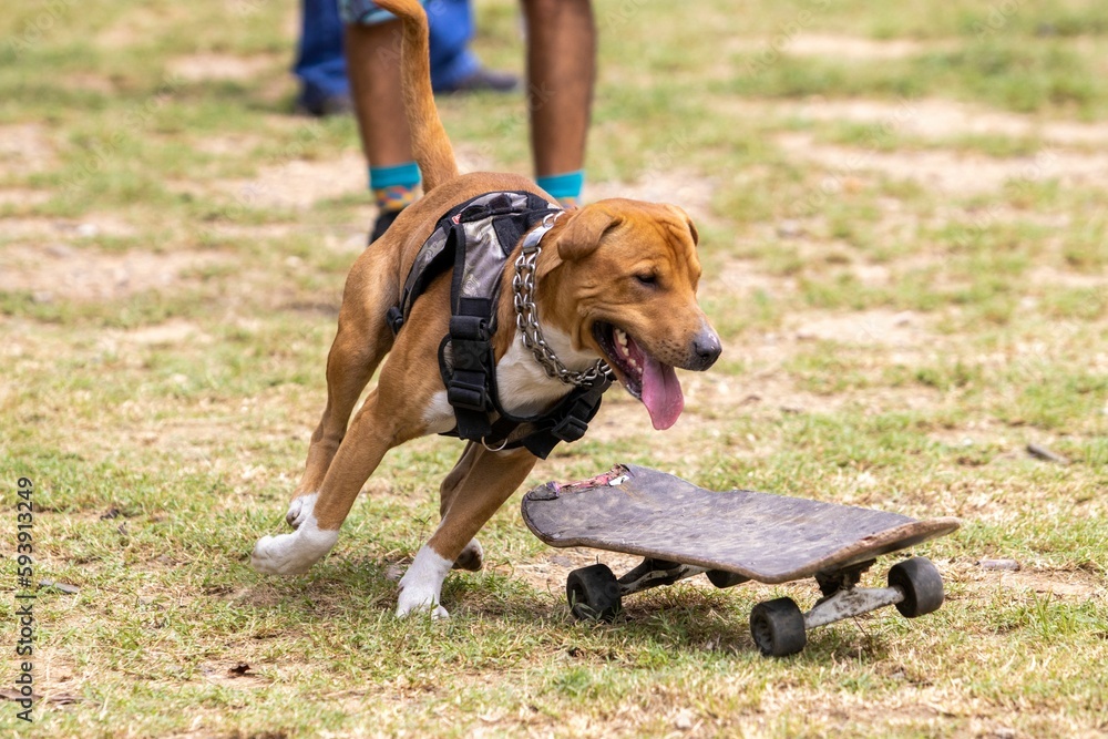 Cute dog playing with a skateboard in a park Cute dog playing with a skateboard in a park