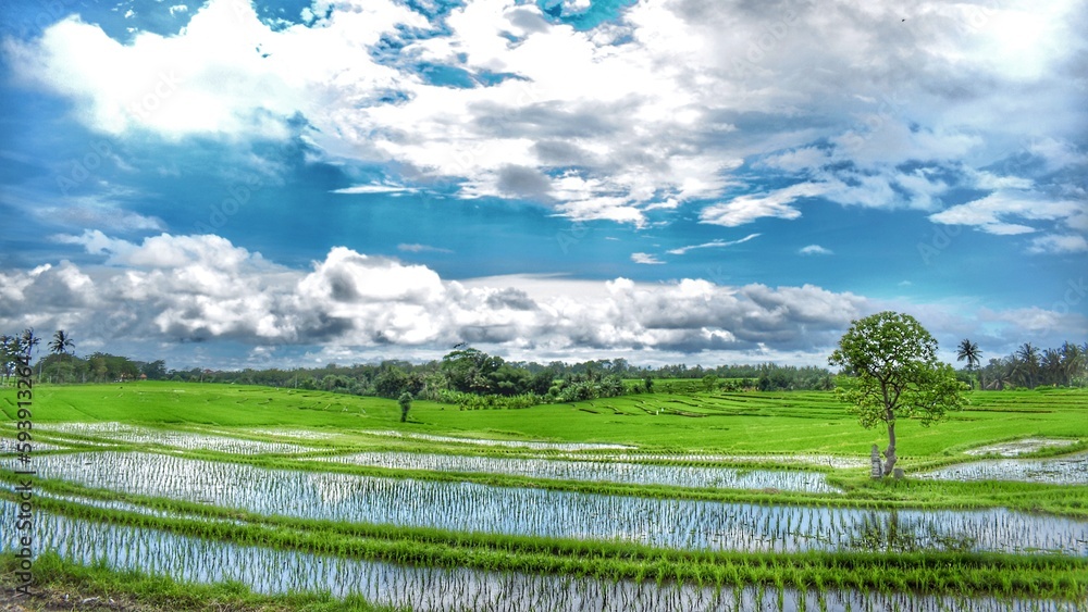 the beauty of the rice fields in Bali during the day