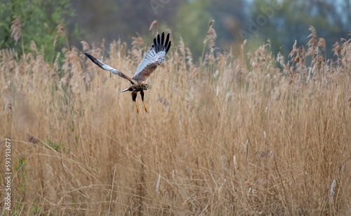 marsh harrier
