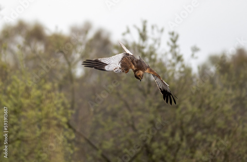 marsh harrier