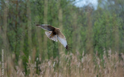 marsh harrier
