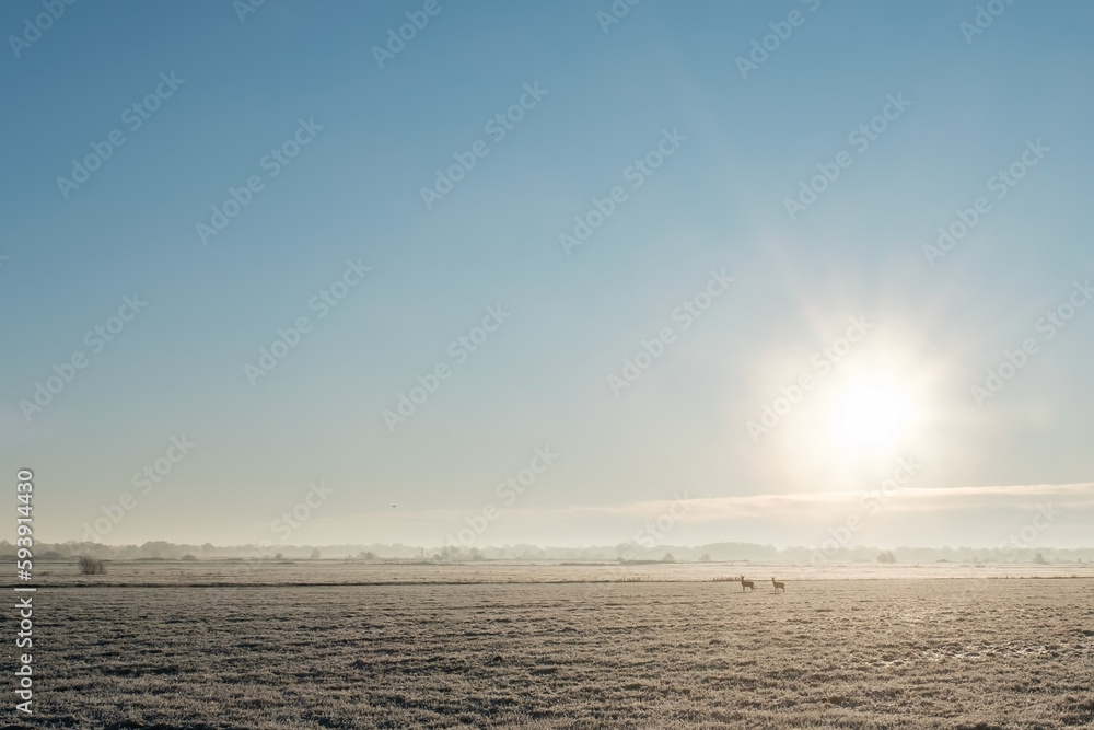 Beautiful rural landscape. Field covered with hoarfrost, on which a couple of deer are in the distance, against the background of a blue sky and the sun, on a frosty morning. Beautiful rural landscape. Field covered with hoarfrost, on which a couple of deer are in the distance, against the background of a blue sky and the sun, on a frosty morning.