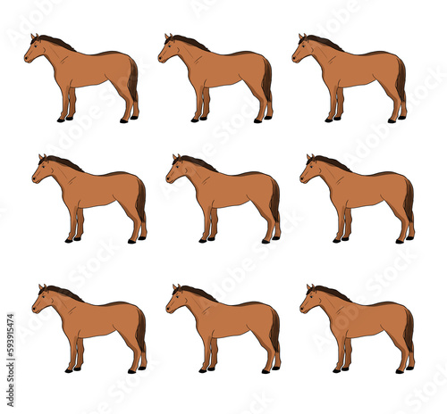 nine brown horses on a white background