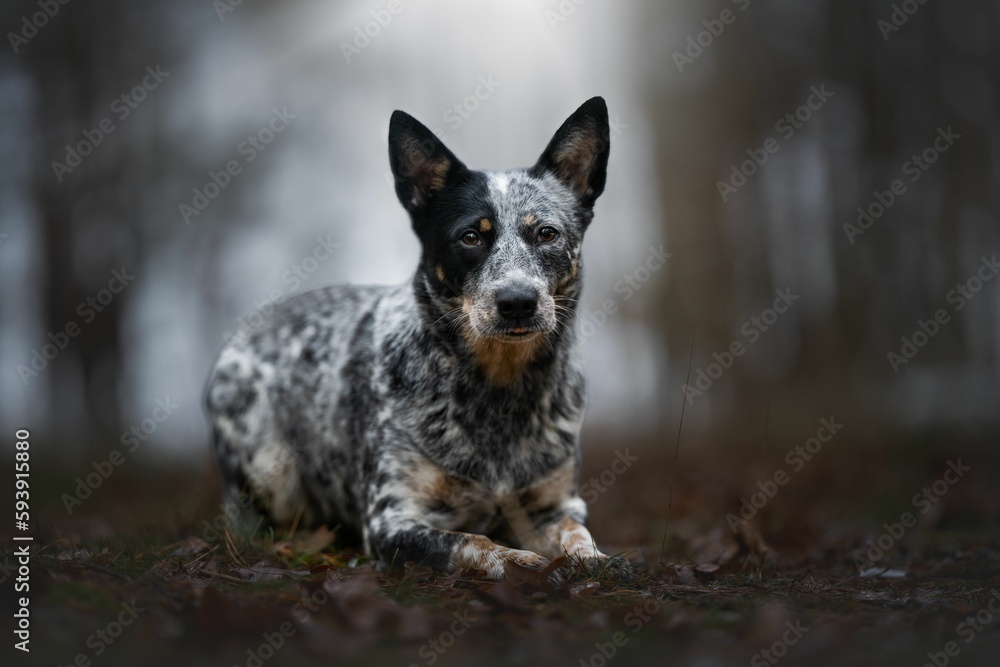 Closeup of a Australian Cattle dog walking on the path in the dark forest