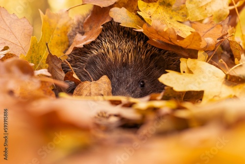 Northern white-breasted hedgehog (Erinaceus roumanicus) peeking from under beautifully colored heap of leaves on a warm autumn day. photo