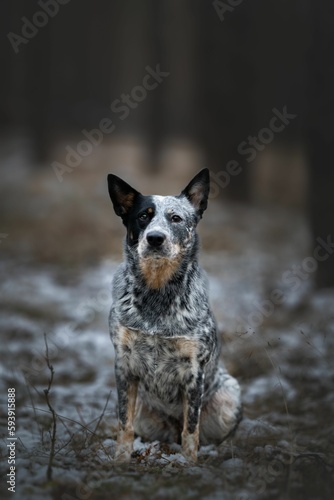 Vertical closeup of a Australian Cattle dog sitting on the snow covered ground in the forest