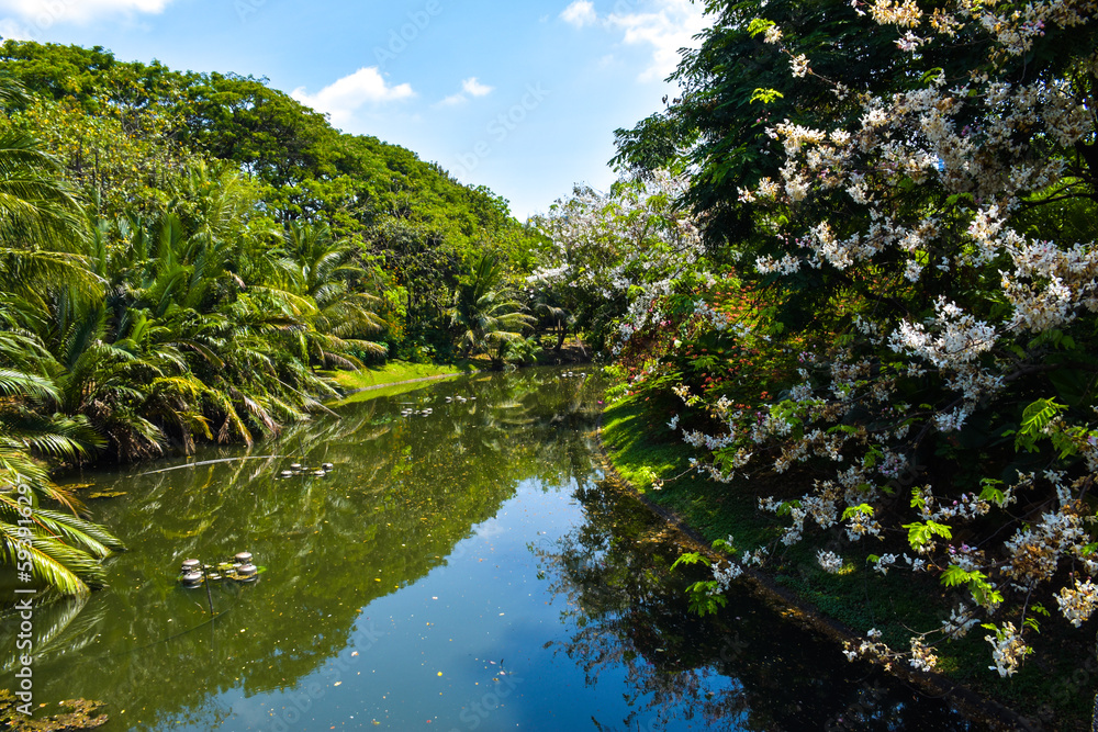 landscape and trees flower bloom in the Thai garden landscape and trees flower bloom in the Thai garden