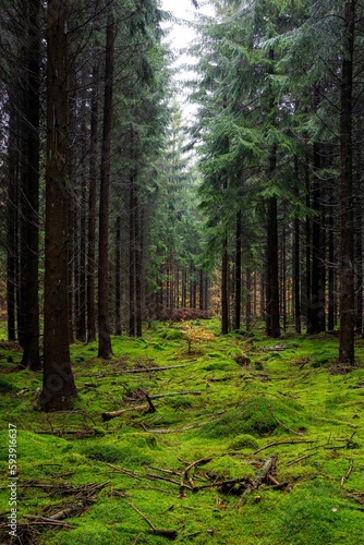 Vertical shot of a mossy forest with tall pine trees