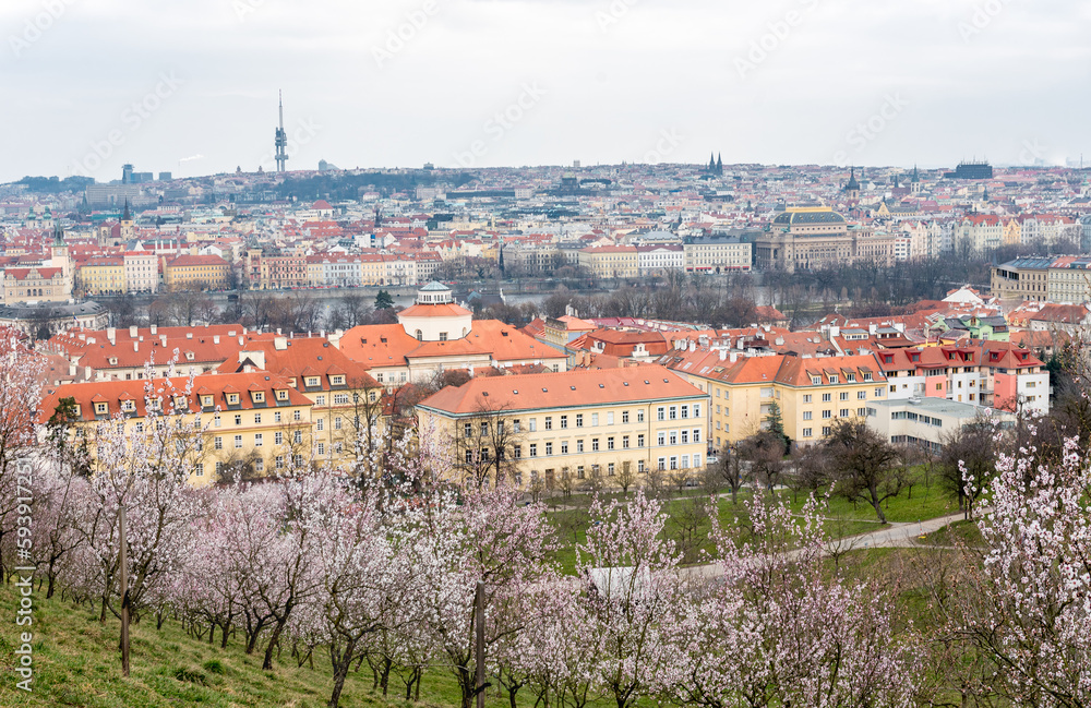 Blooming Garden, Apple Tree, Cityscape in Prague, Czech. Landscape, Cityscape with Old Town, TV tower.