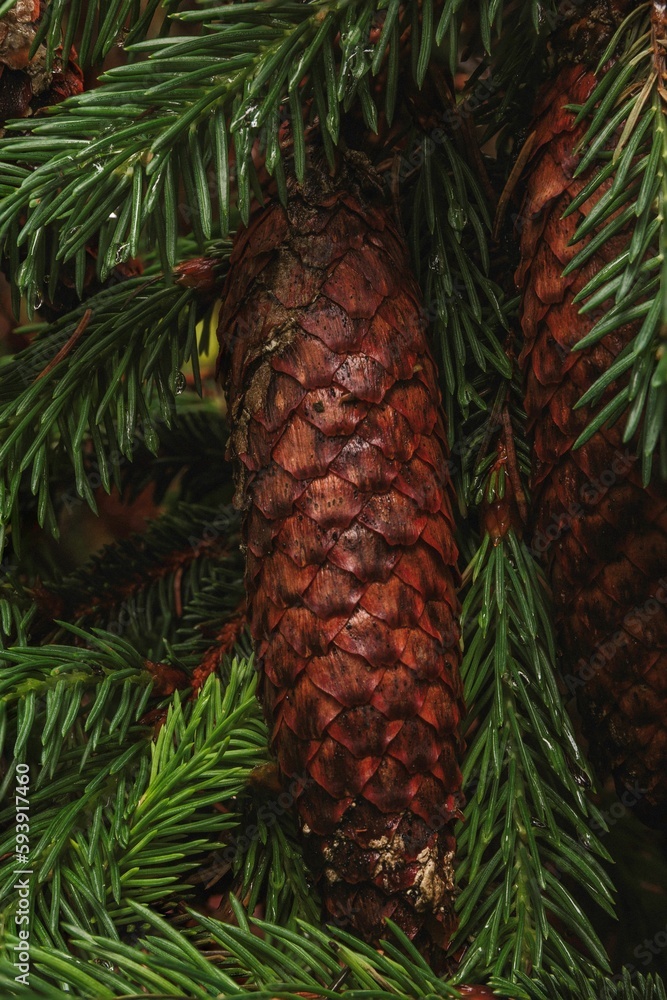 Vertical soht of a pinecone against green pine needles Vertical soht of a pinecone against green pine needles