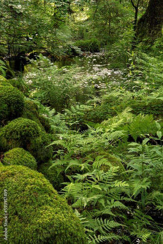 Vertical shot of thick greenery at a forest cvered with fern and moss