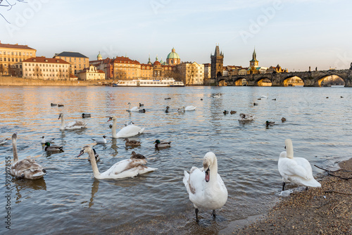 People Are Feeding Swan and Dove on Vltana River Coast in Prague, Czech. Charles Karlov Bridge in Background.