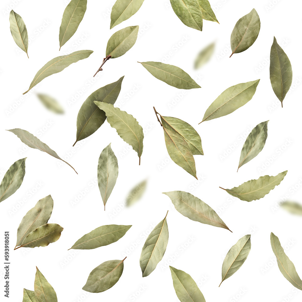 Dry bay leaves falling on white background Dry bay leaves falling on white background