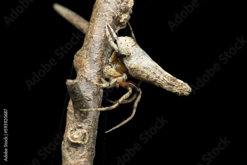 Orb weaver spider  Araneidae    Satara  Maharashtra  India
