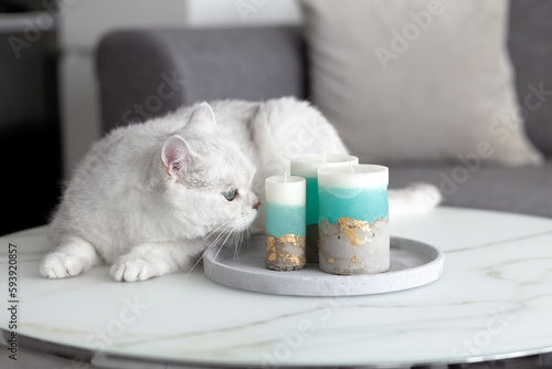 White British cat in the room on the table sniffing candles. Cat and candles. Danger for the cat. Photo
