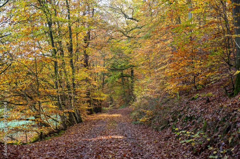 Obraz premium A path through the autumn forest