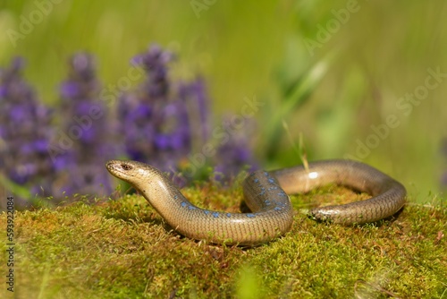 Slow worm (Anguis fragilis) slithering across mossy terrain with colorful flowers in the background photo