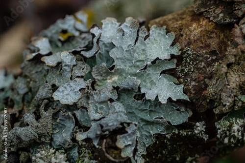 Εκτύπωση καμβά Detailed photo of lichen Lobaria Scrobiculata