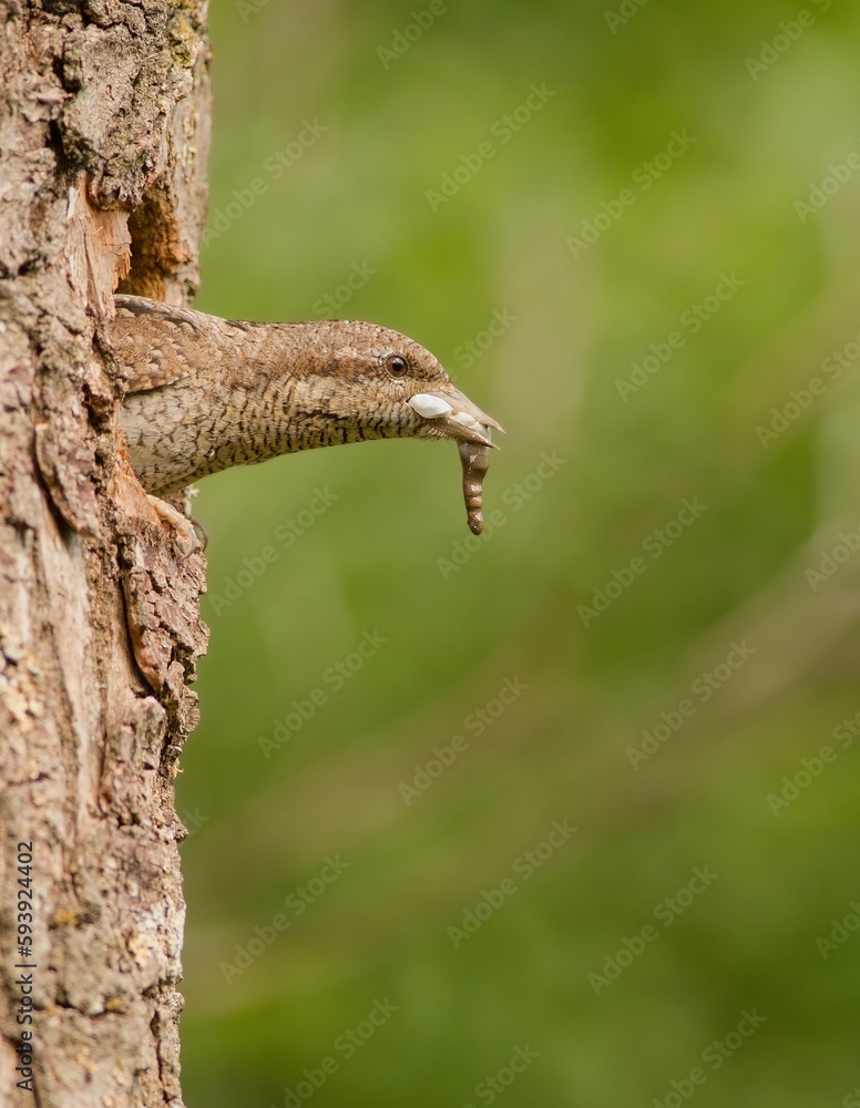 Eurasian wryneck (Jynx torquilla) cleaning its nestlings' droppings Eurasian wryneck (Jynx torquilla) cleaning its nestlings' droppings