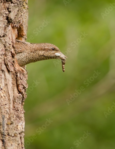 Eurasian wryneck (Jynx torquilla) cleaning its nestlings' droppings