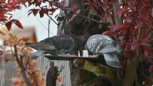 pigeons, oiseaux des villes, colombes, tourterelles, forets , arbres, nature ,plumes, becs, photo