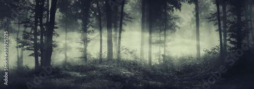 dark spooky forest panorama in fog