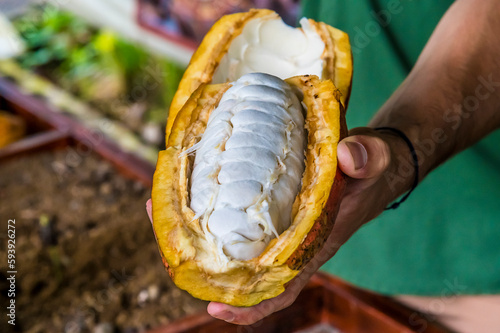 A view of the inside of a cocao pod in La Fortuna, Costa Rica during the dry season photo