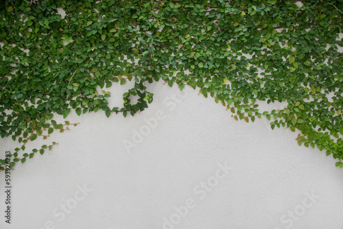 Creeping plant growth on the white wall background with copy space