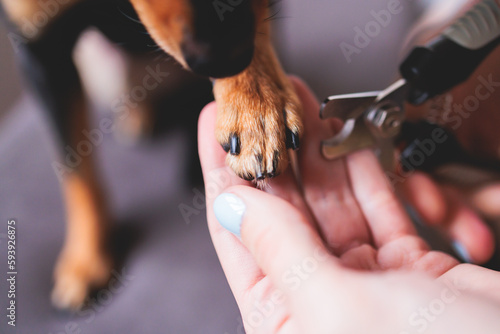 Veterinarian specialist holding small dog, process of cutting dog claw nails of a small breed dog with a nail clipper tool, close up view of dog's paw, trimming pet dog nails manicure at home