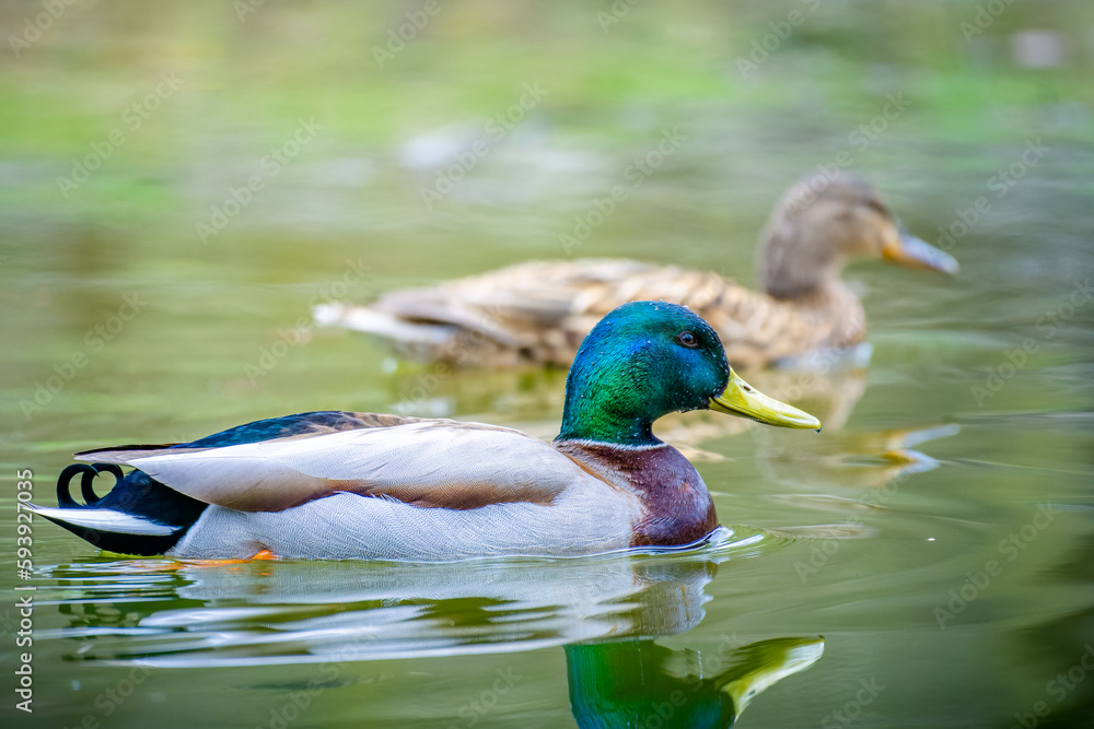 Obraz premium Mallard (Anas platyrhynchos) with wet beak and water drops on head, isolated floating on water, female mallard blurred in the background