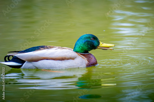 Mallard (Anas platyrhynchos) with wet beak and water drops on head, isolated floating on water