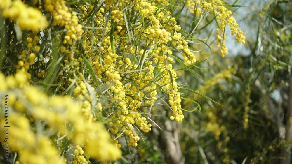 Branches covered with yellow mimosa flowers, swaying in the wind close-up. Branches covered with yellow mimosa flowers, swaying in the wind close-up.
