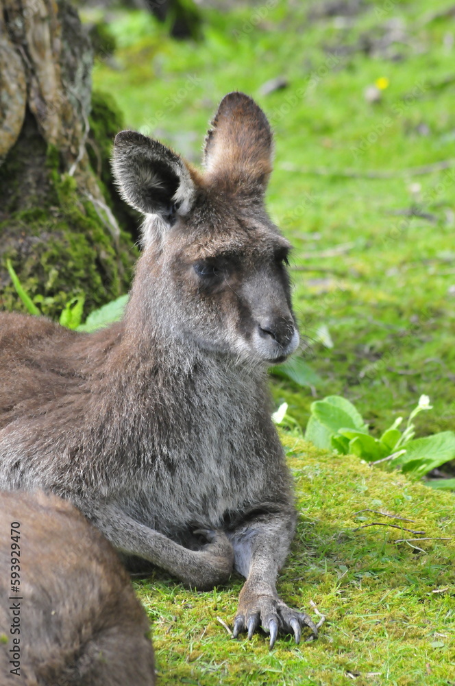 Bennett Wallaby animals in Fota wild park Cork Ireland