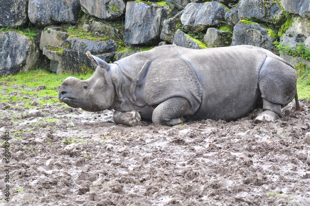 Indian rhino animals in Fota wild park Cork Ireland Indian rhino animals in Fota wild park Cork Ireland