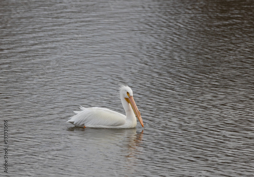Pelican swimming in the Missouri river near the lock and damns © sarah