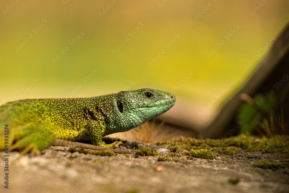 European green lizard (Lacerta viridis) in the garden in Slovak mountains European green lizard (Lacerta viridis) in the garden in Slovak mountains