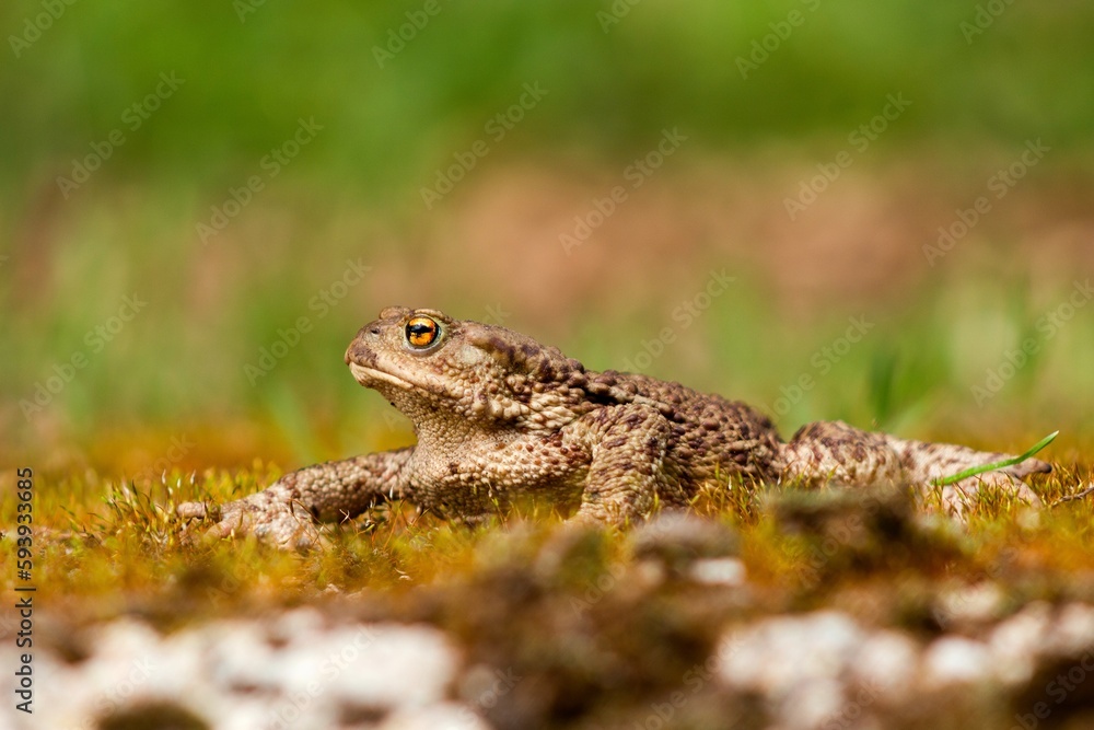 Common toad (Bufo bufo) crawling across mossy terrain on a spring day Common toad (Bufo bufo) crawling across mossy terrain on a spring day